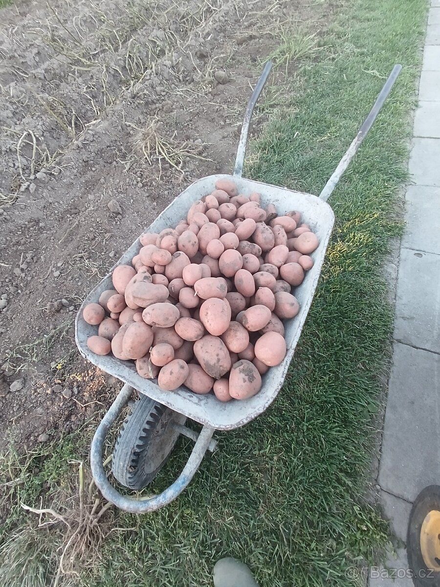 Brambory a česnek na uskladnění - 9