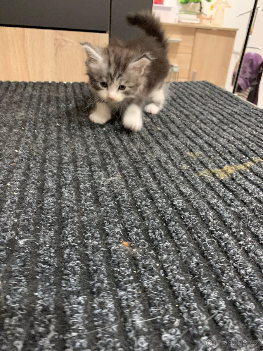 Koťátka Mainské Mývalí - 9