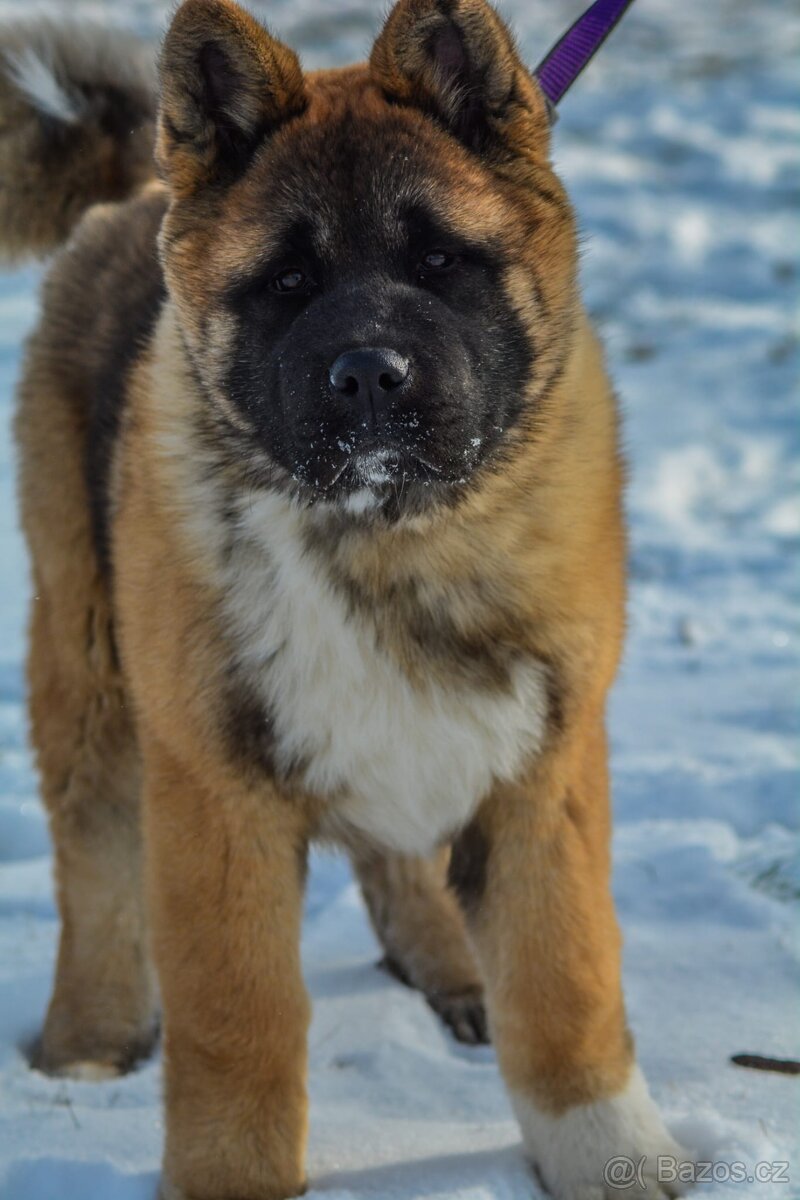 Americká akita s pp - 9