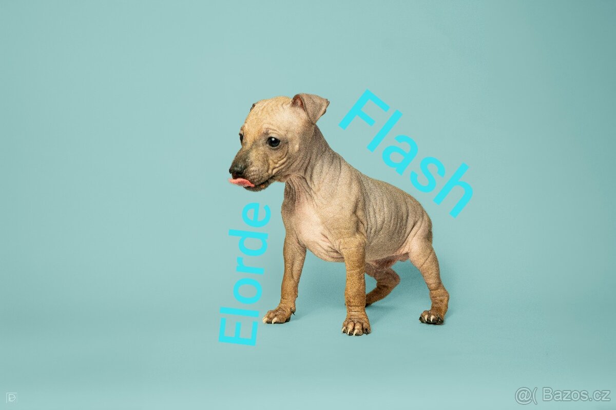 Americký bezsrstý teriér - 9