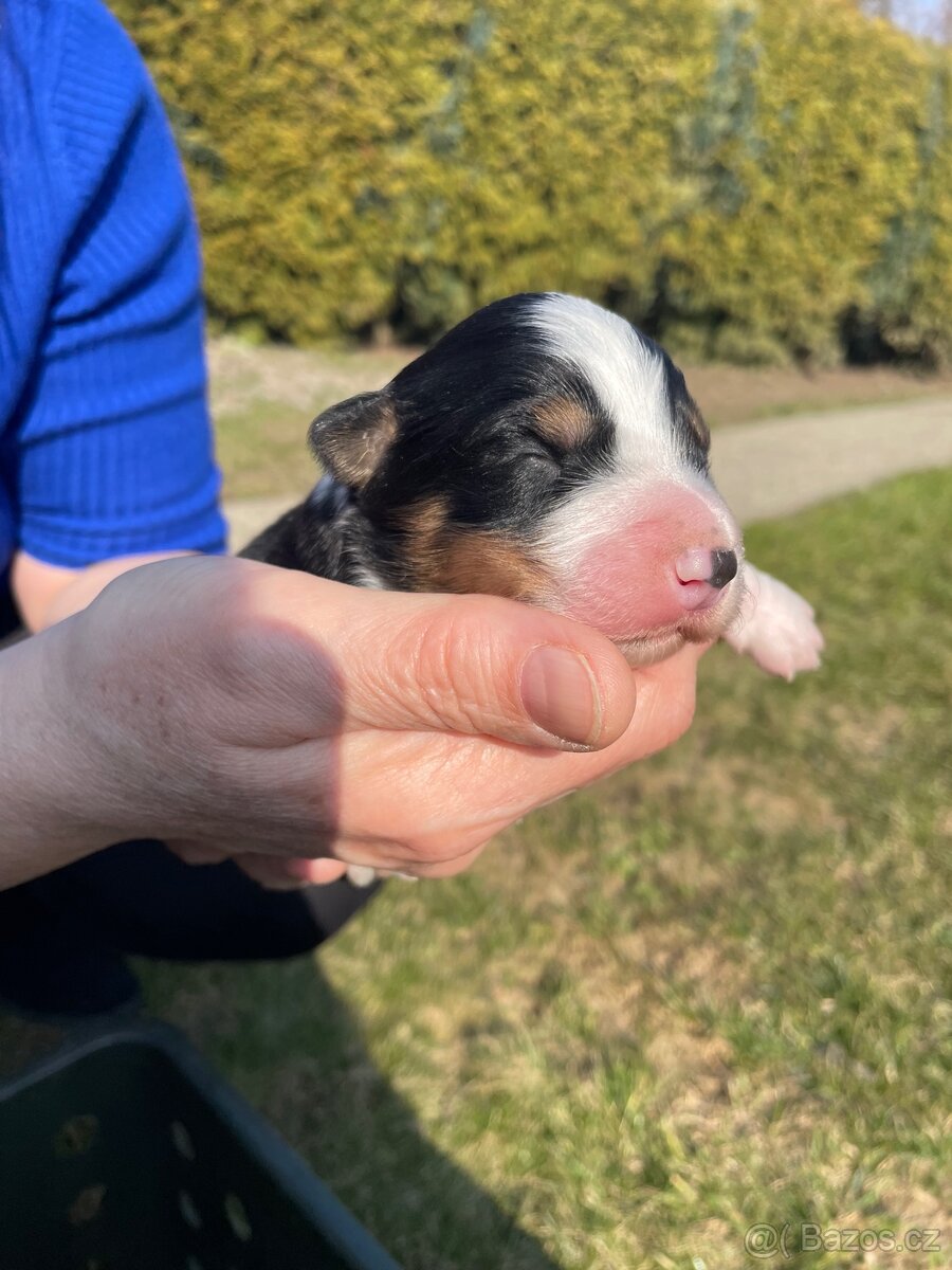 Štěňátko-Border colie Trikolor - 9