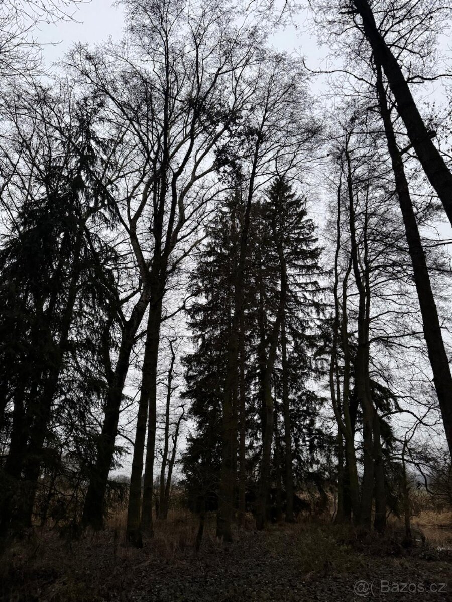 Prodej lesního pozemku v k.ú. Měcholupy u Předslavi - 9