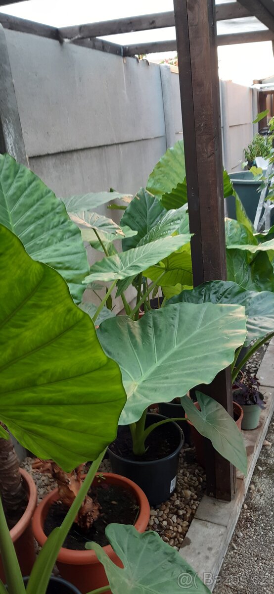 Kolokazie jedlá-Taro - 9