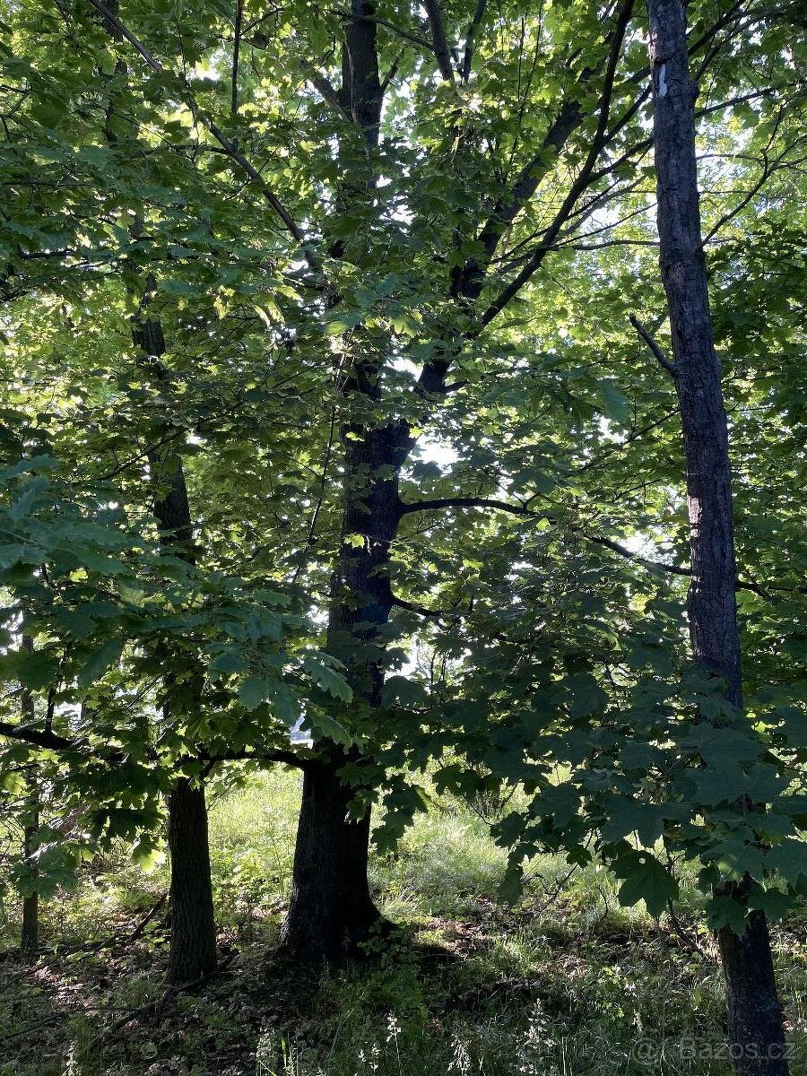 Prodám lesní pozemek v k.ú. Oplot - 9