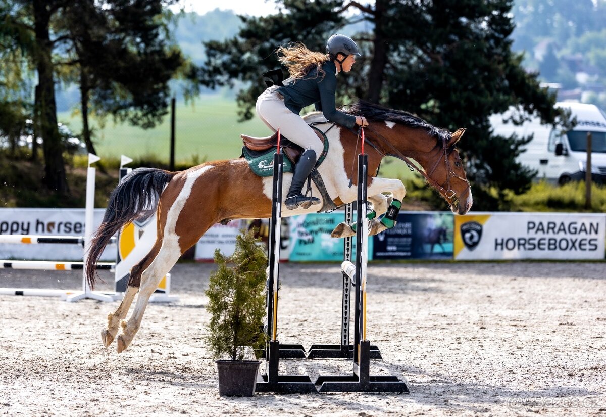 Tříletý valach CS po Heartvit ZH - 9