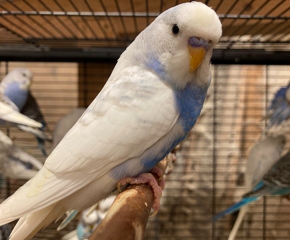 Prodám Andulky modrobílé - 9