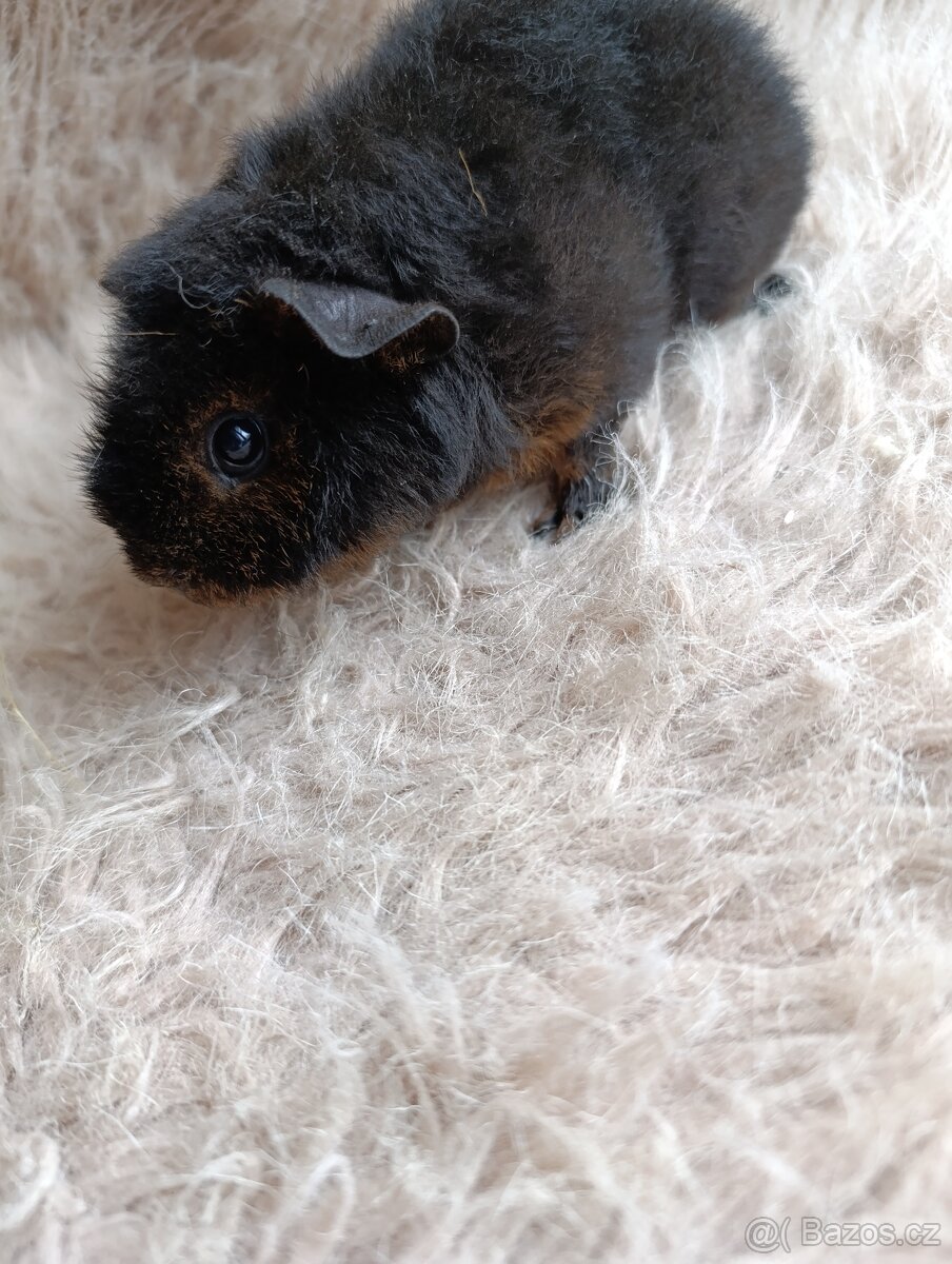 Morče US Teddy / samička / morčátko - 9
