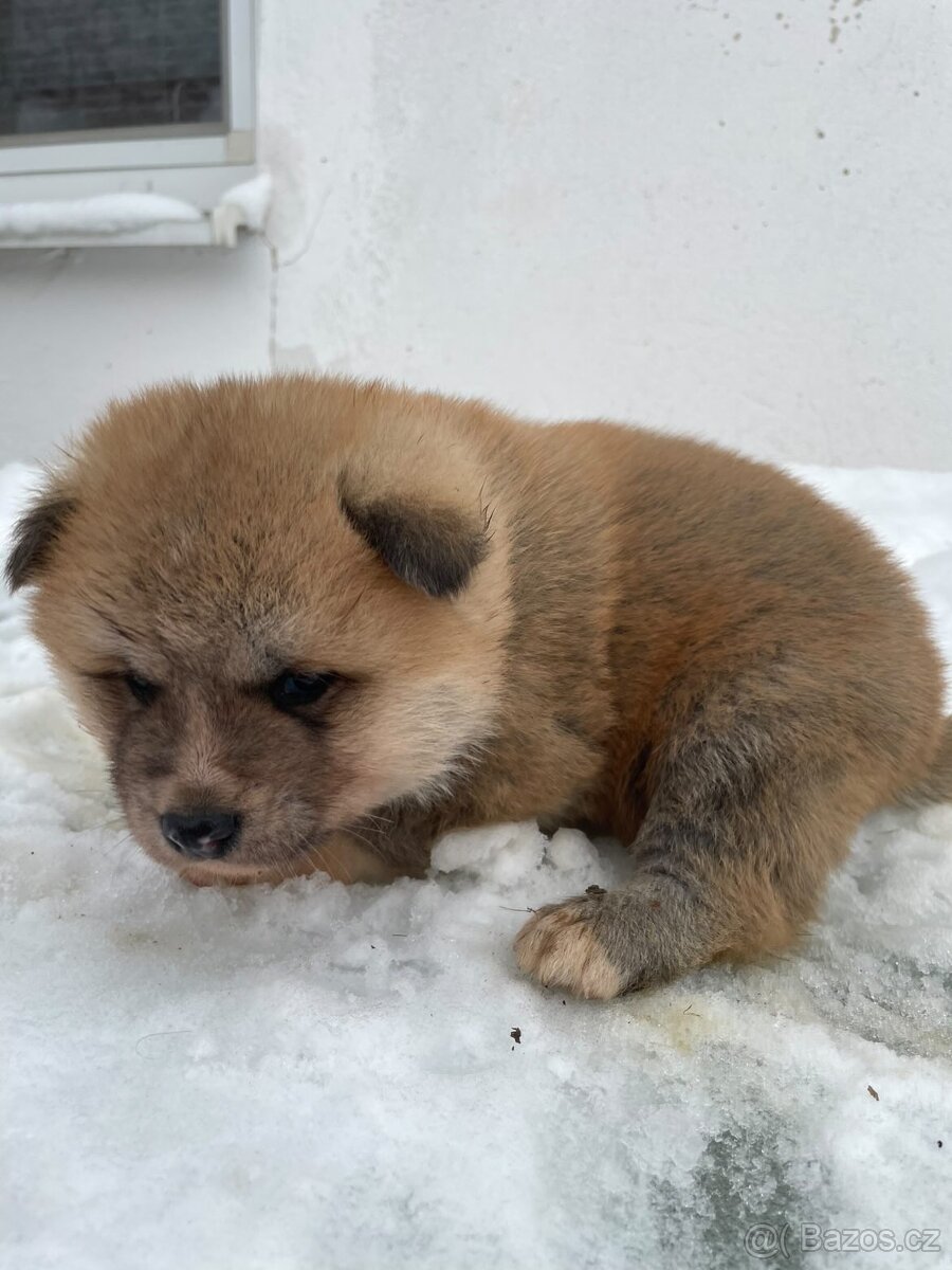 Šteňátka Akita Inu - 9