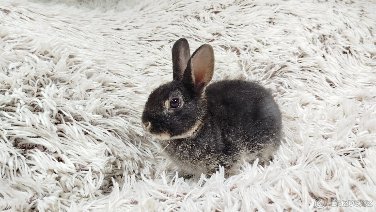 Zakrslý králíček, králík -(REX)-DAISY - 9