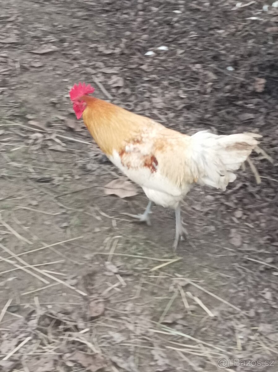 Prodám kohouty - 9