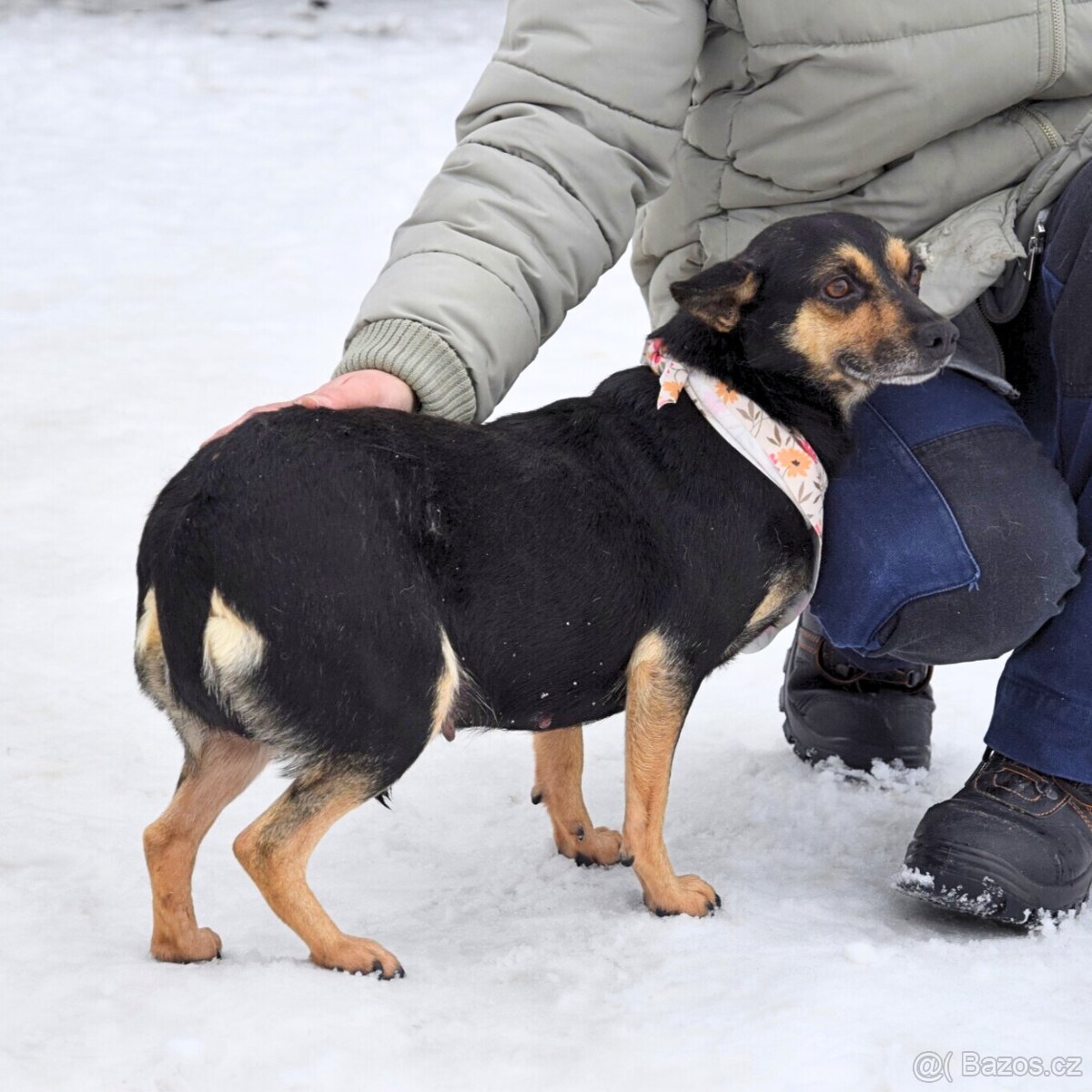 Timea hledá domov - 9