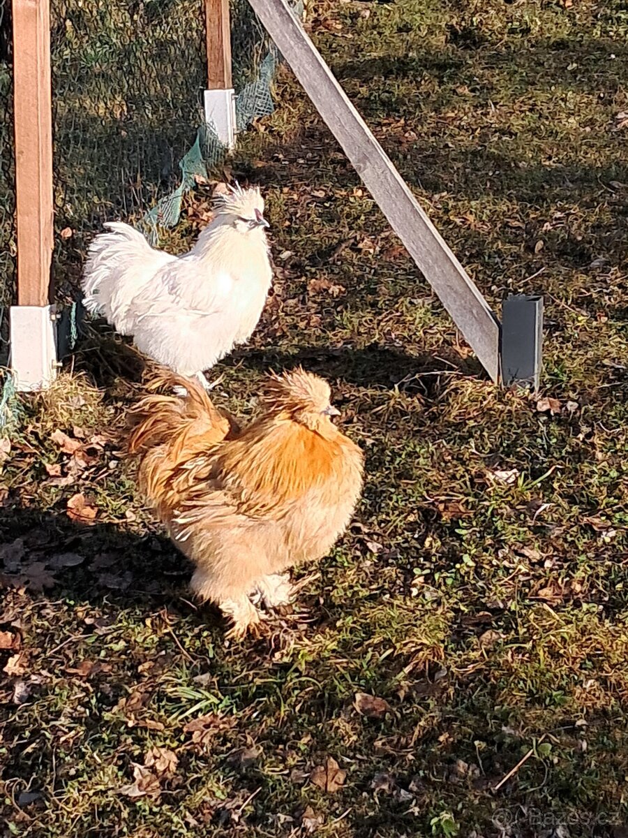 Hedvábnička EU - 9