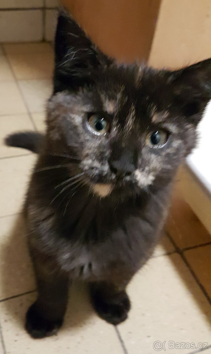 Darujeme koťátka - 9