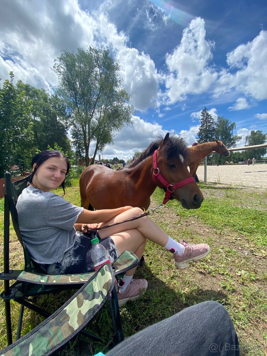 Pronájem shetland pony - 9