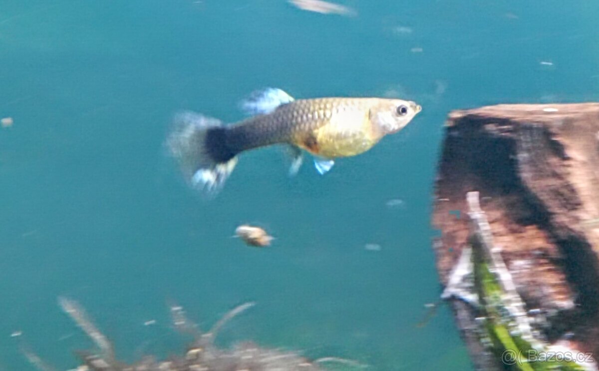 Paví očka Guppky Prachaticko 100 ks - 9