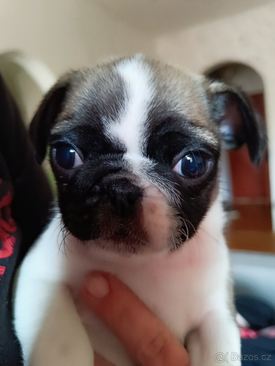Prodám Mopsiky - 9