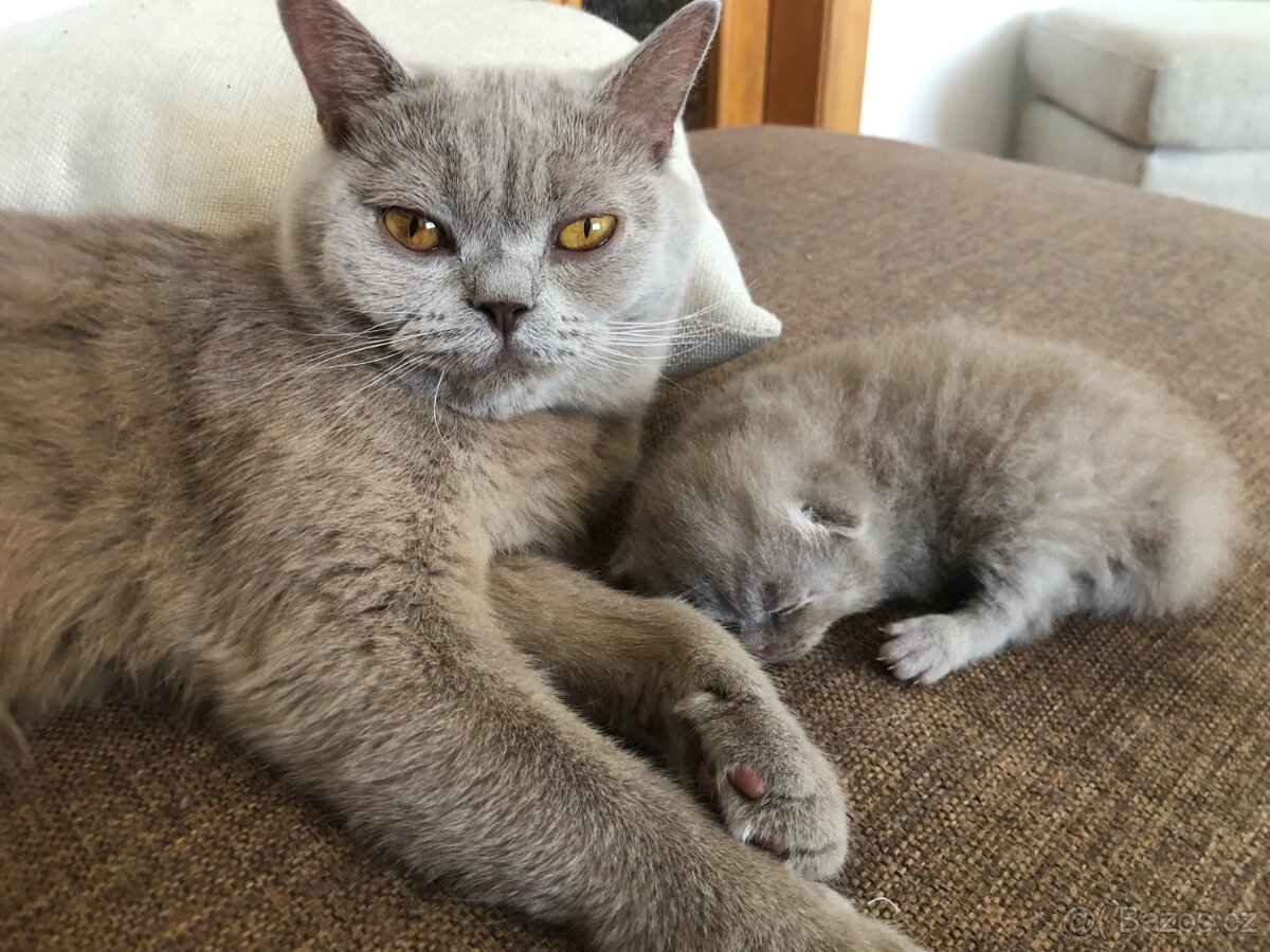 Britská kočička - 9