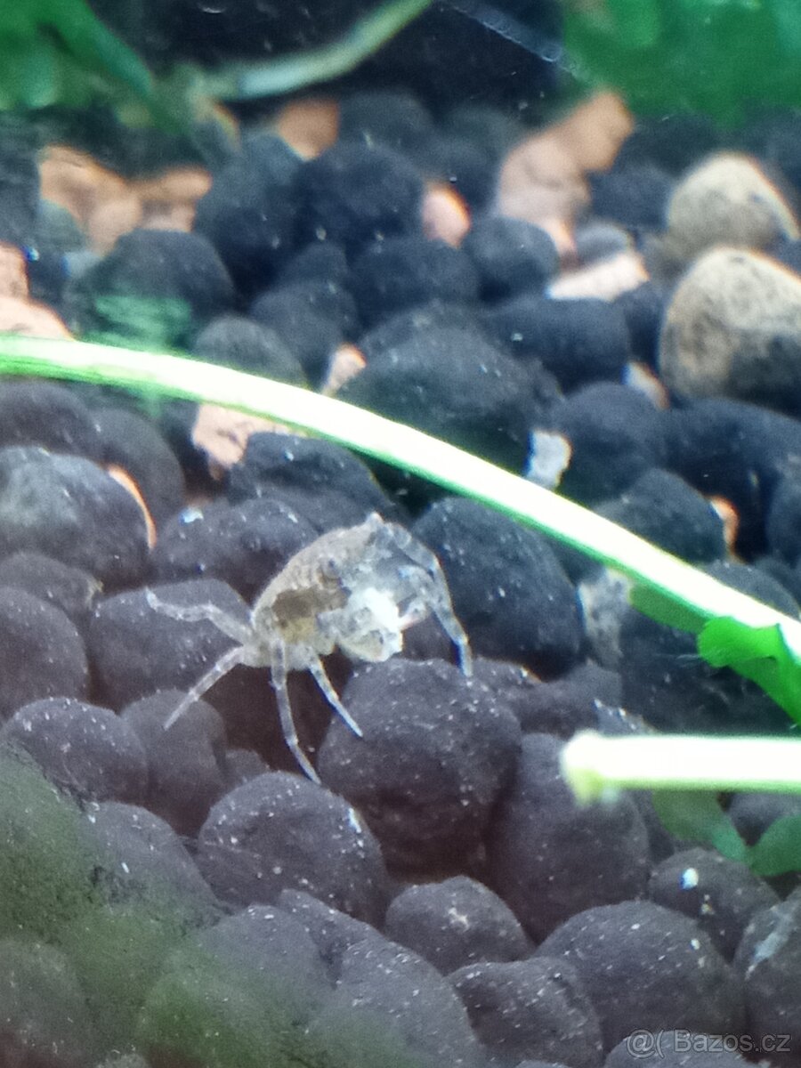 Krevety červené a krab Mekong - 9