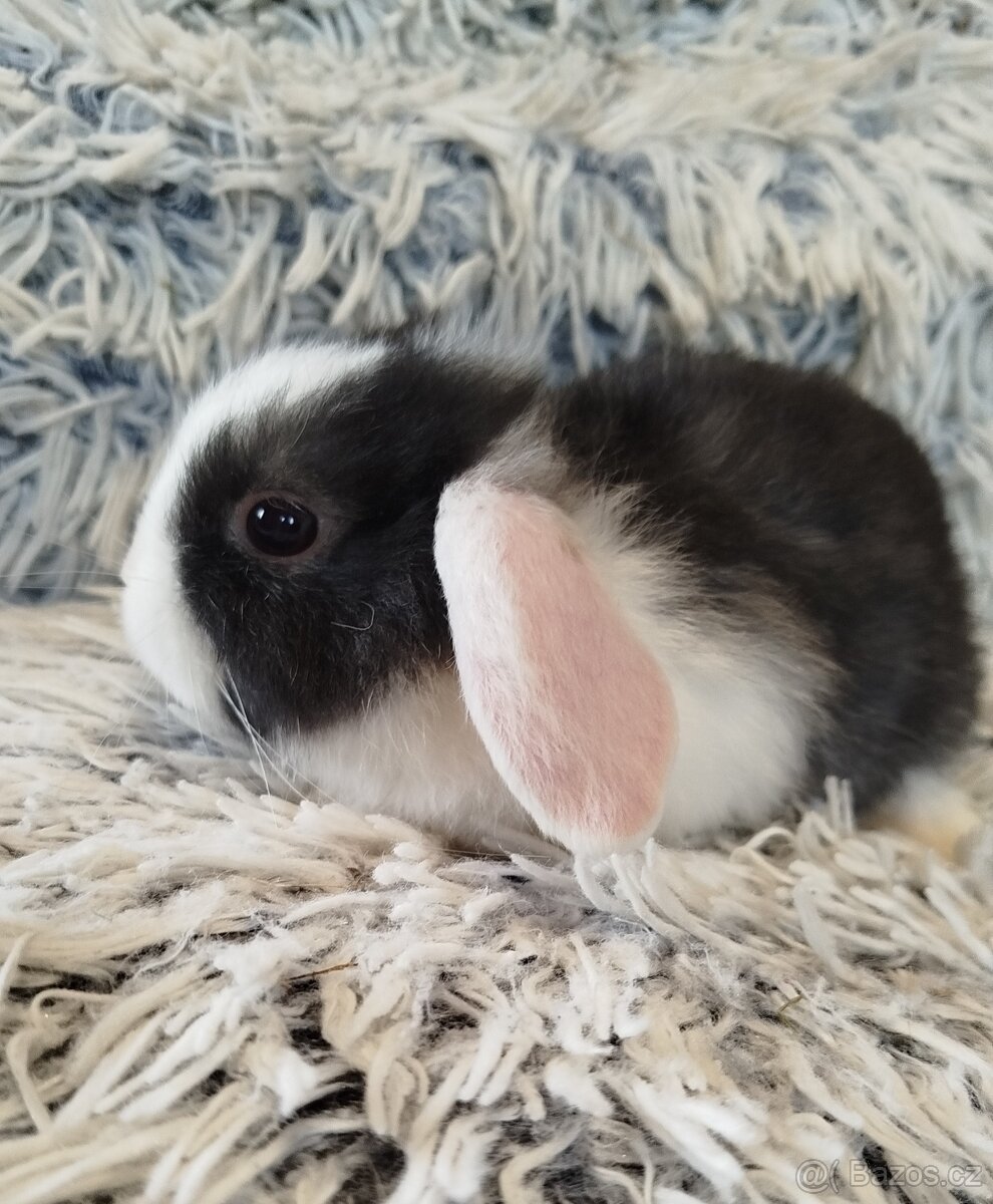 Minilop - anglický zakrslý beránek s VP - 9