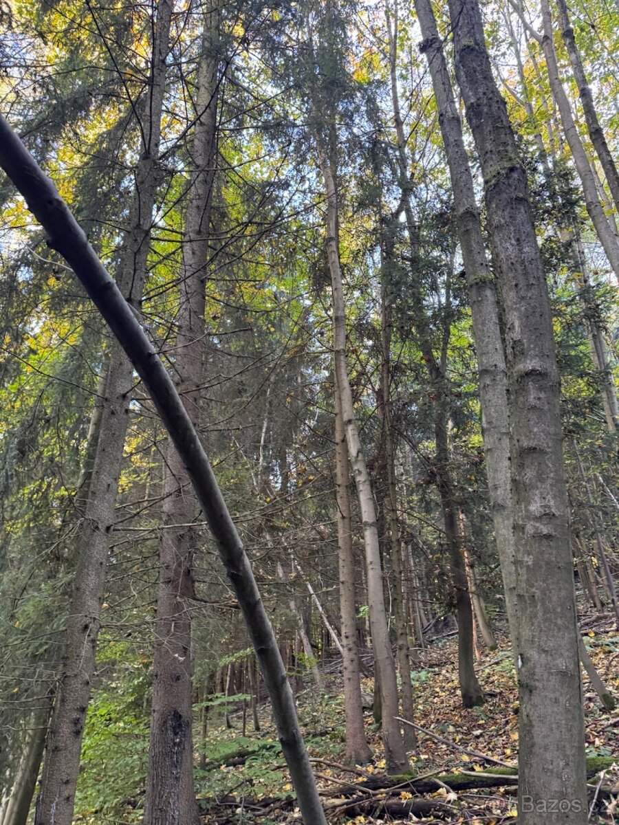 Prodej lesního pozemku v k.ú. Hostice - 9