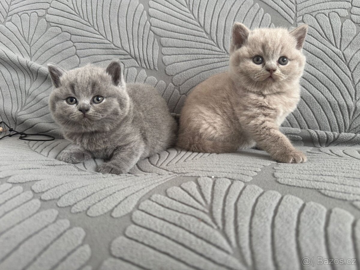 Britský kocourek ke krytí - 9