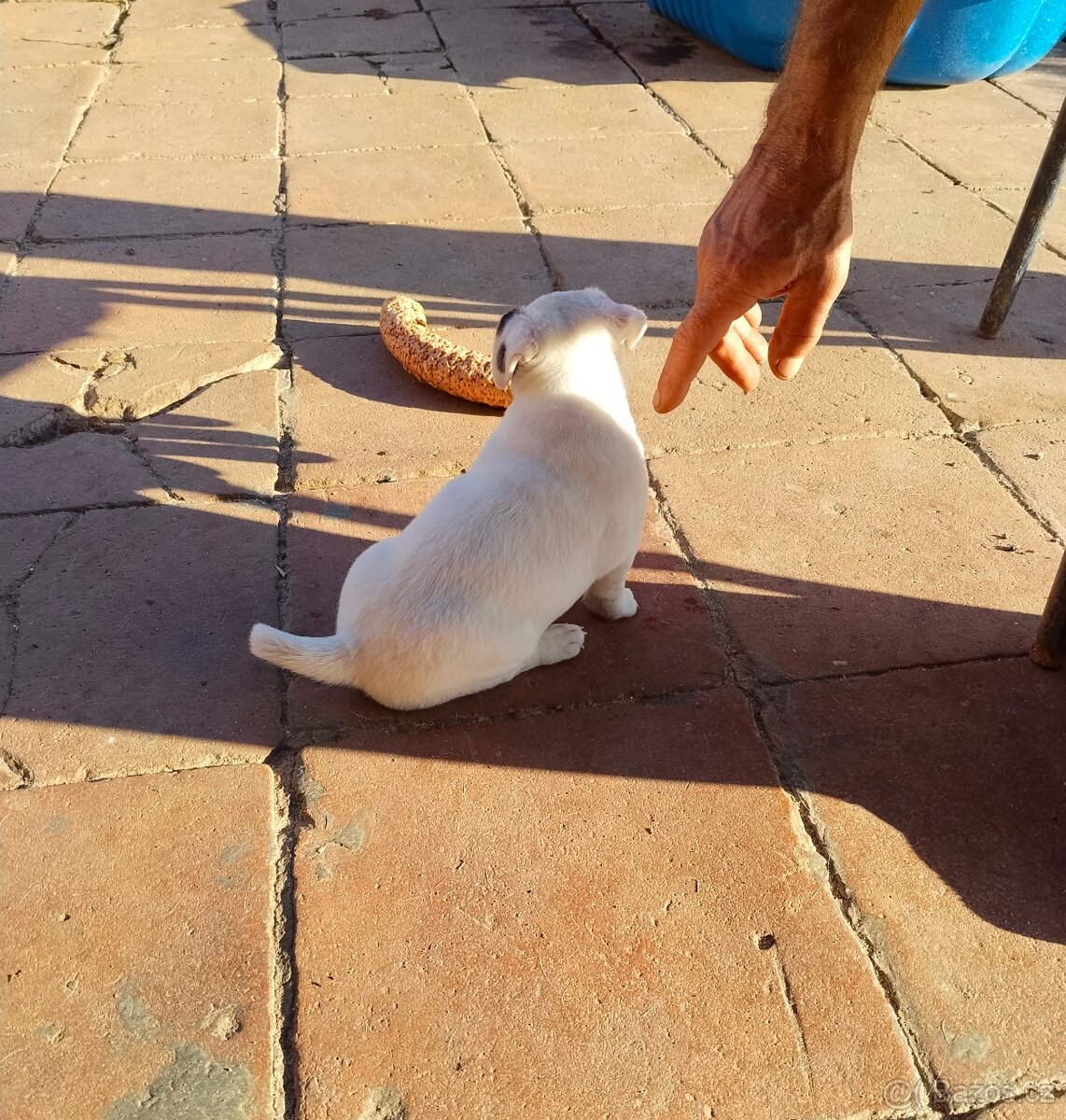 Jack Russell teriér - 9