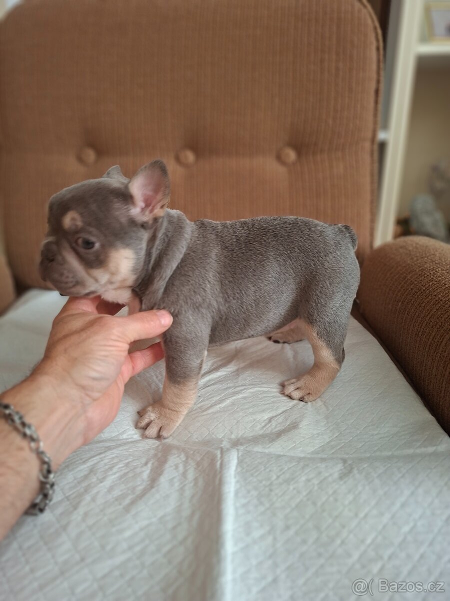 Francozský buldoček lilac - 9