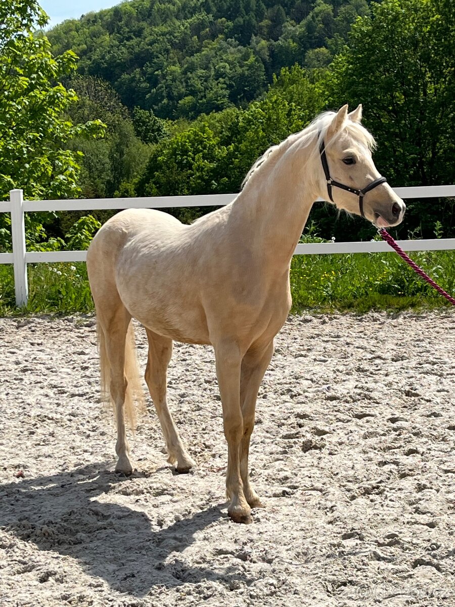 Welsh pony B - valach - 9