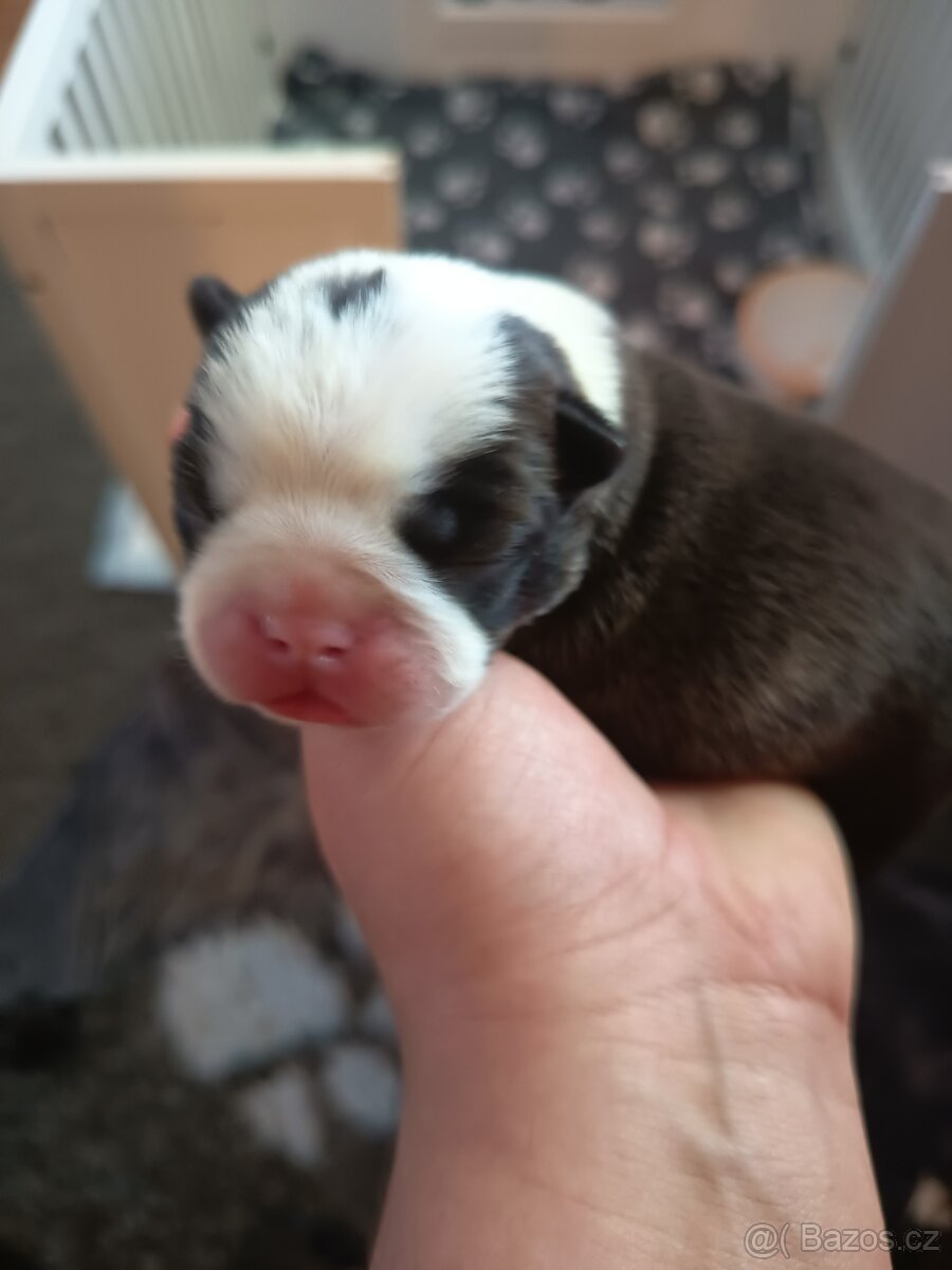 Bostonský teriér Silber El Kladruby - 9