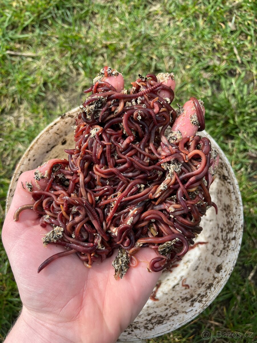 Kalifornské a Hnojní Žížaly - 9