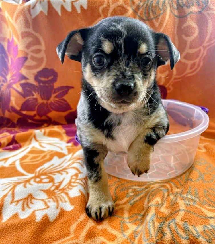 Čivava štěňátka kluci - 9