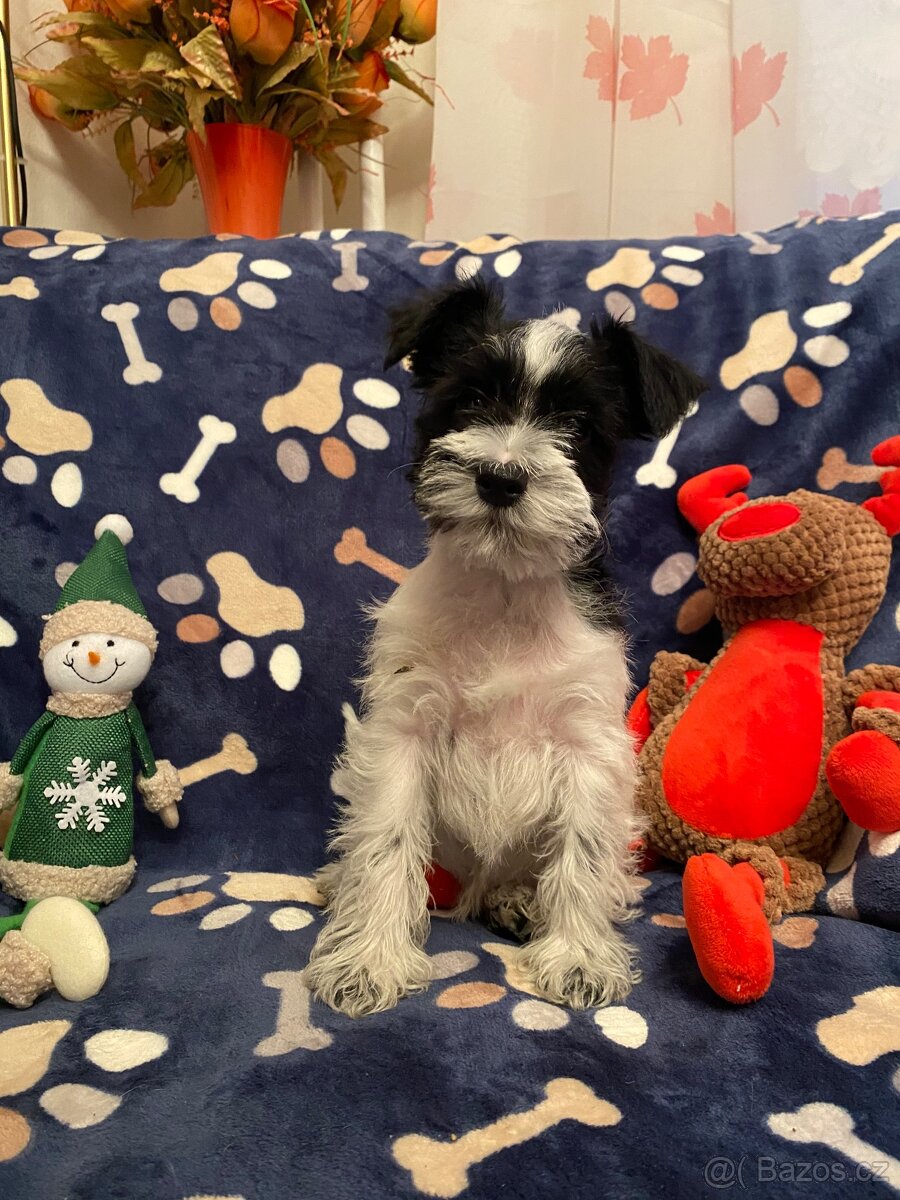 Knírač malý barevný - 9