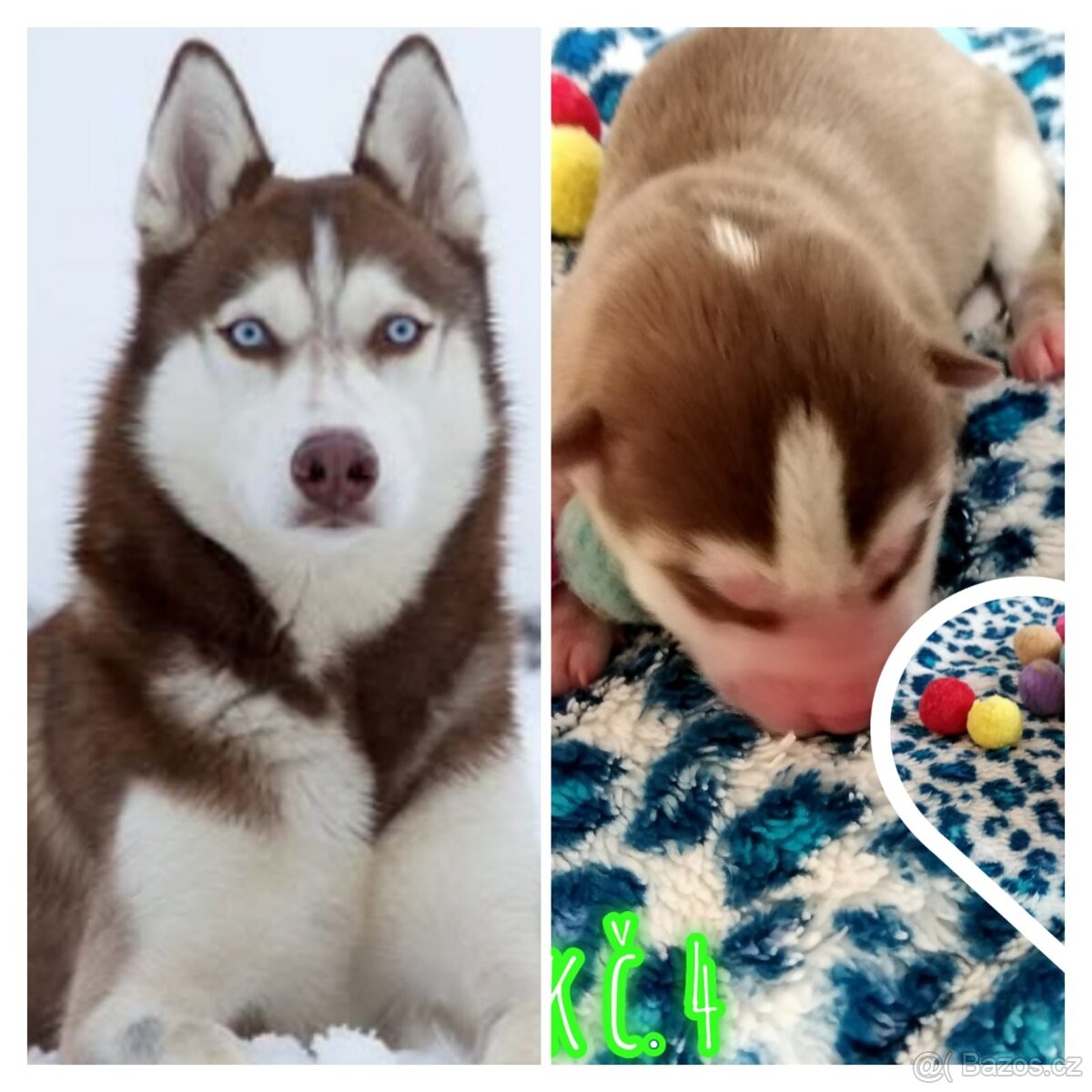 Sibírsky husky hasky - 9