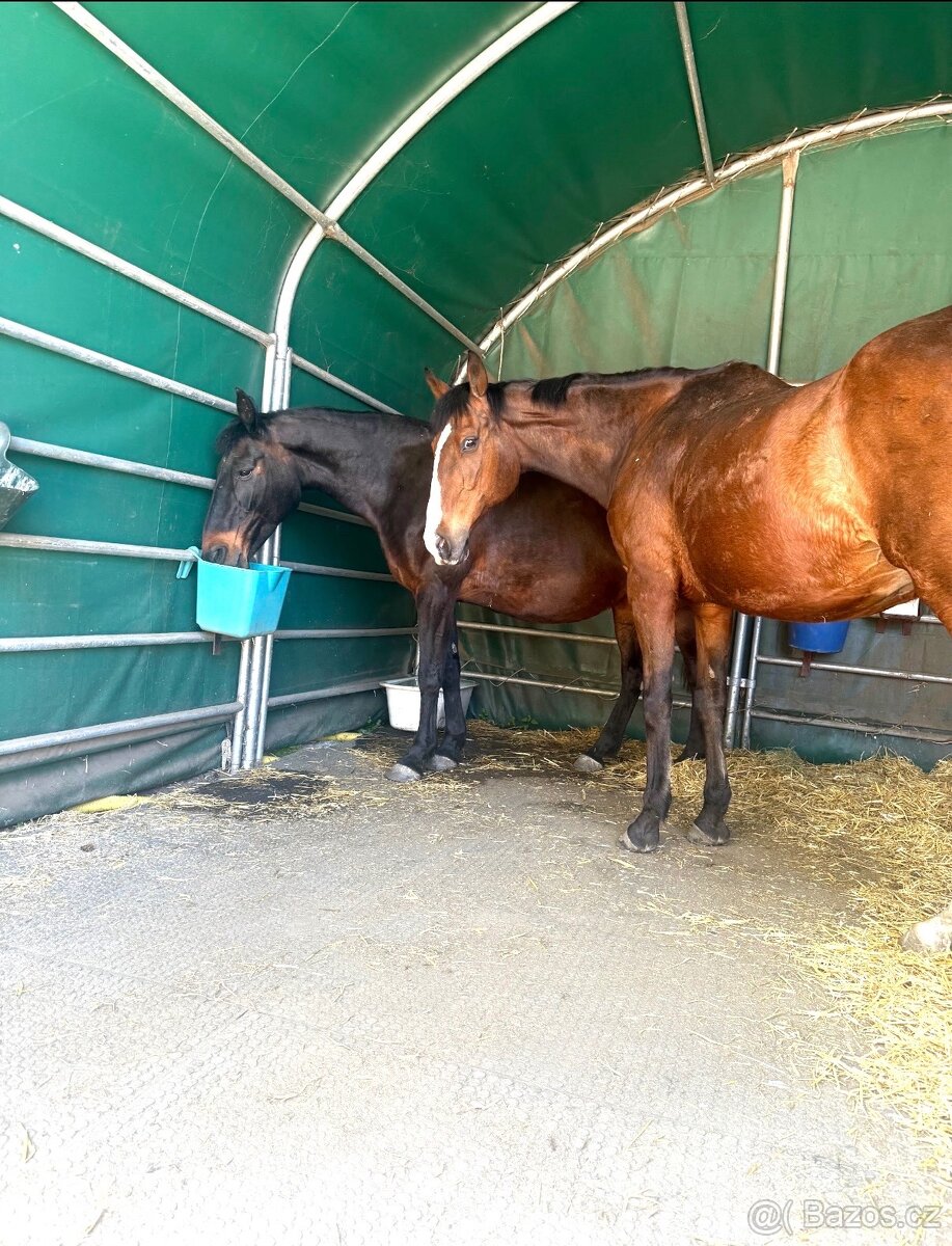 A 1/1 a český teplokrevník - 9
