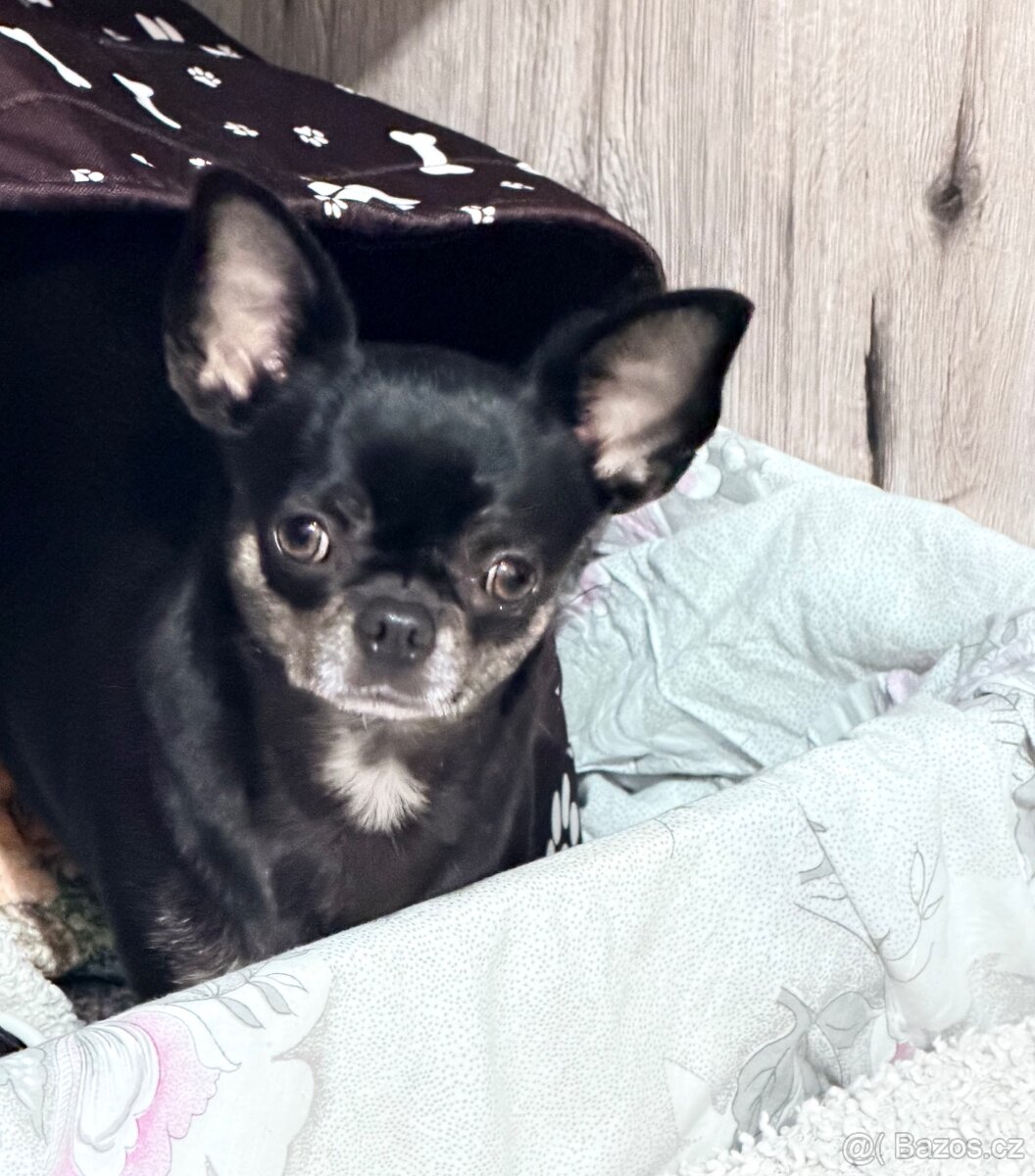 Čivava s PP k rezervaci - 9