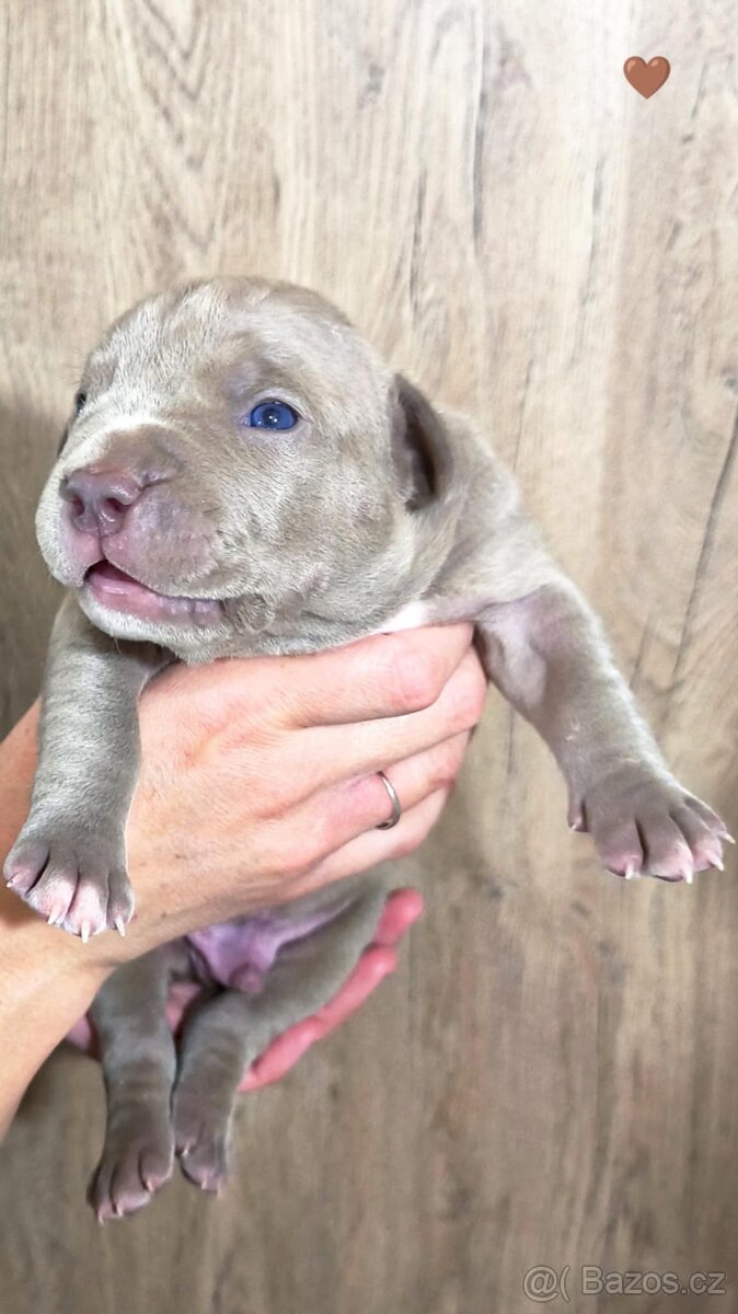 American Bully XL (reg. ABKC) Modrá a Šampaň štěňátka - 9