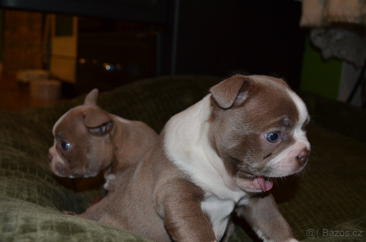 Bostonský teriér s PP Lilac - 9