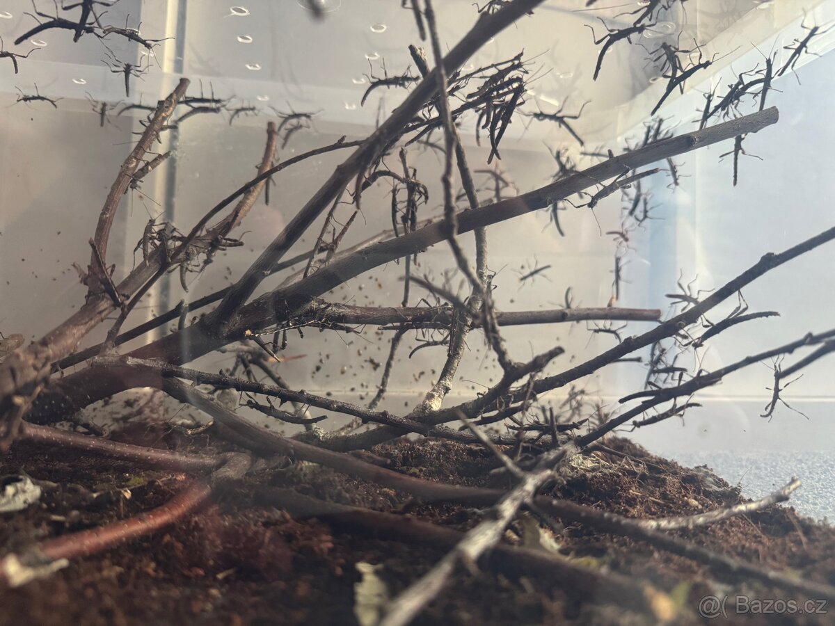 Strašilky Sungaya Inexpectata - 9