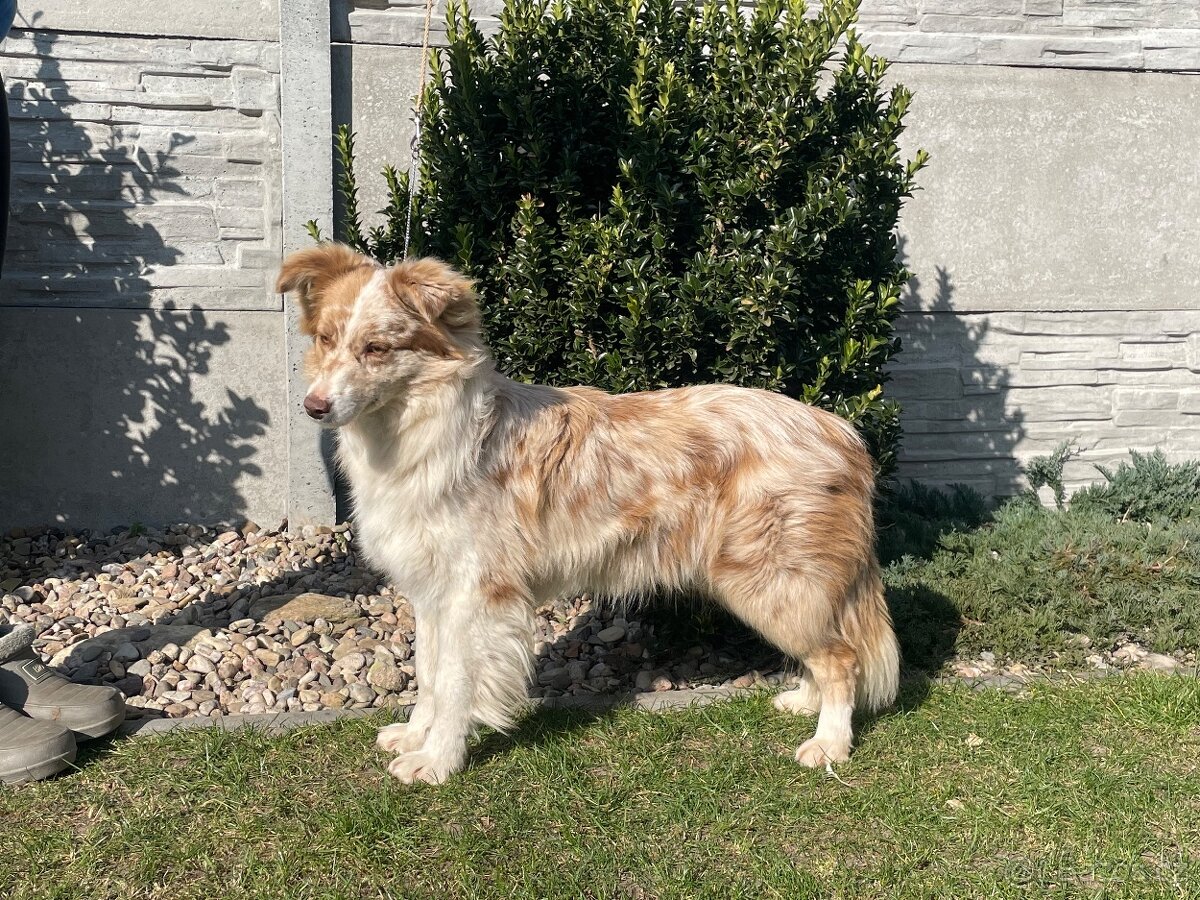 Border kolie s PP hnědo bílá a red merle - 9