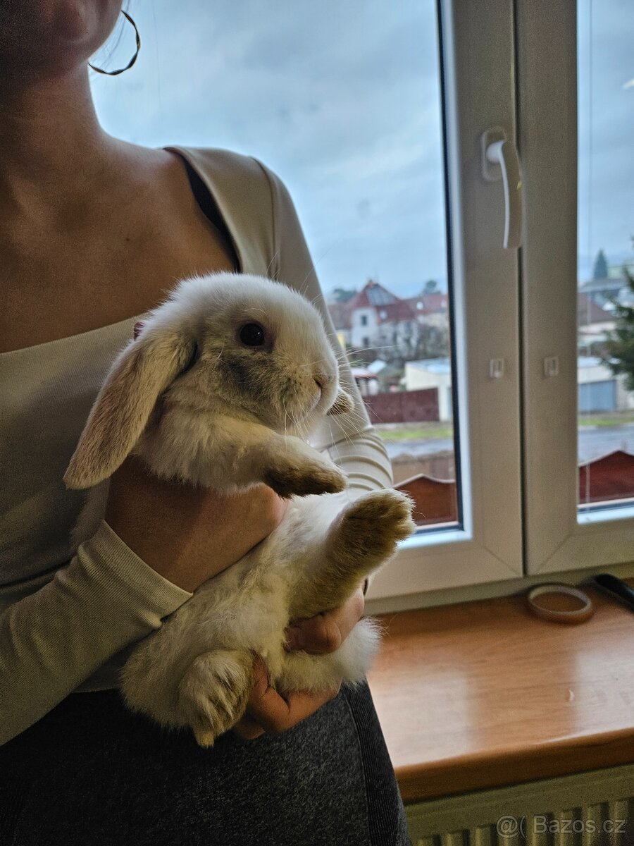 Zakrslý králík - 9