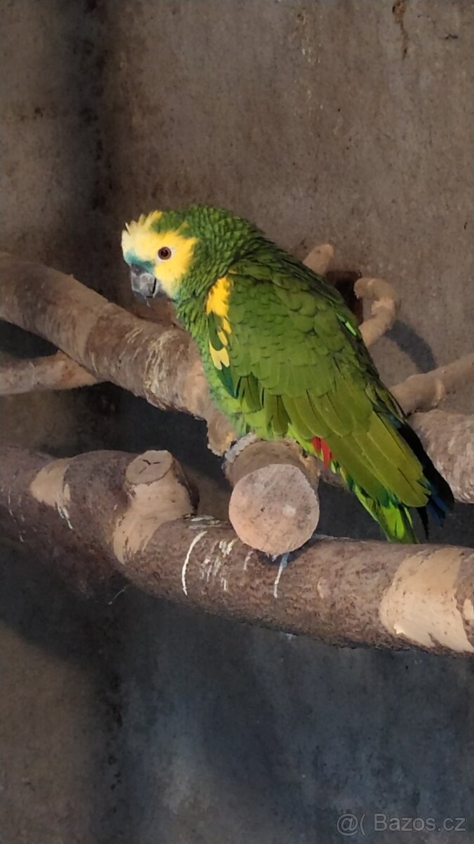 Amazoňan modročelý - 9