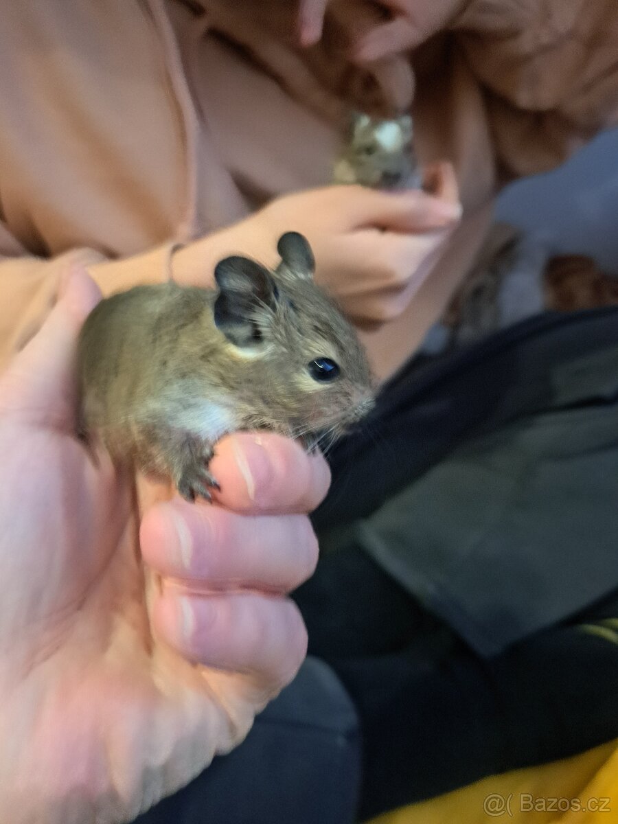 Osmák Degu - 9