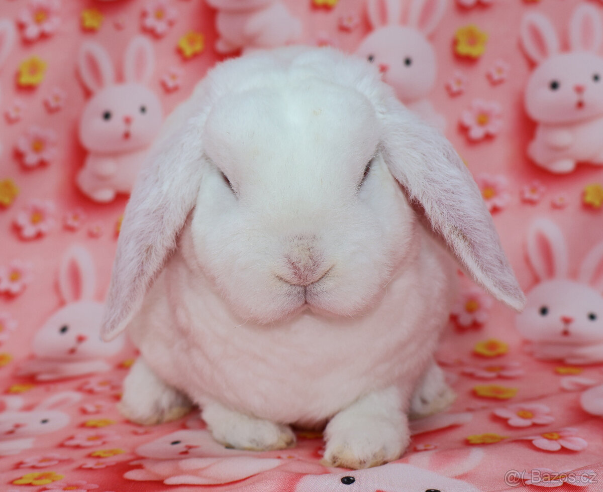 Zakrslý modrooký rex beránek , maličká samička - 9