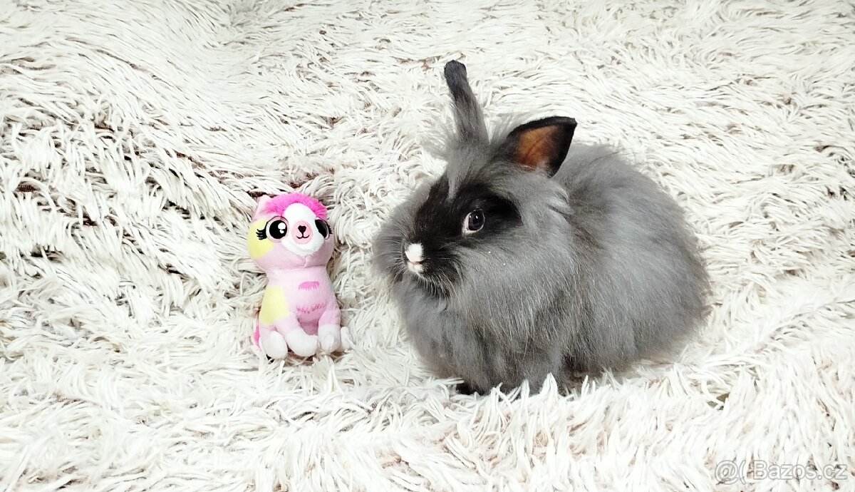 Zakrslý králík, králíček - HOLLY - 9