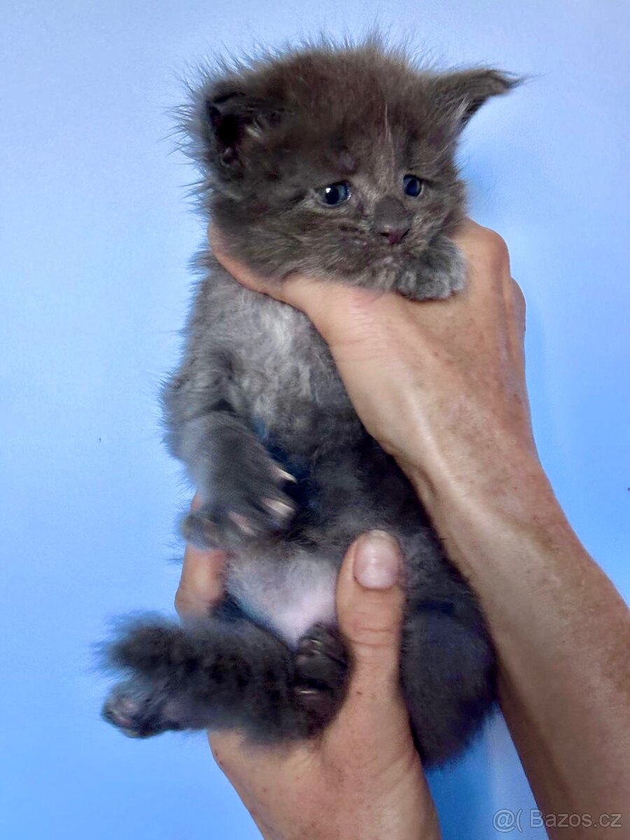 Mainská mývalí kočka- koťata/ Maine coon - 9