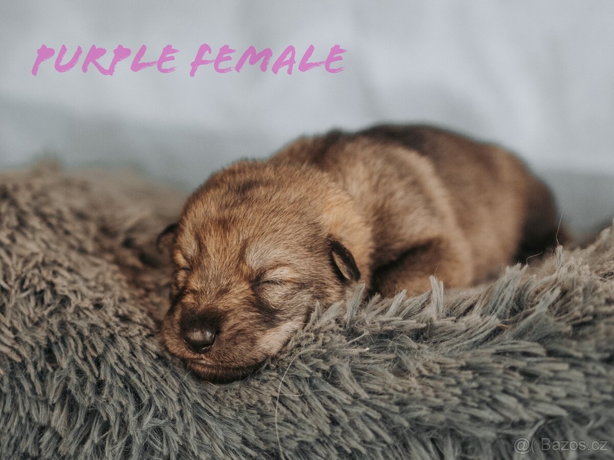 Saarloosův vlčák - prodej - 9