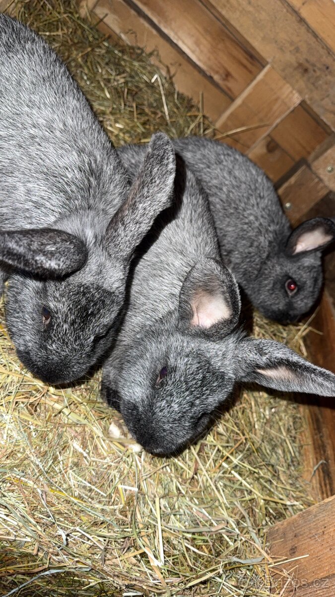 Králíci na prodej - 9