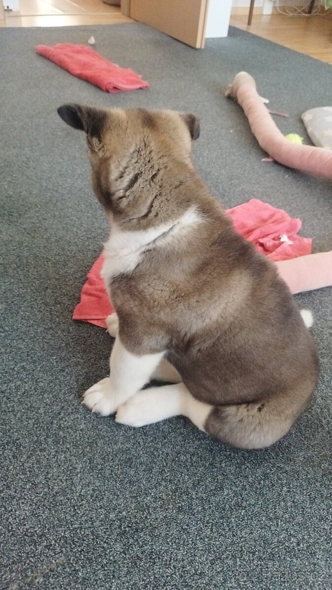 Americká akita štěňátka pejsek a fenečka - 9