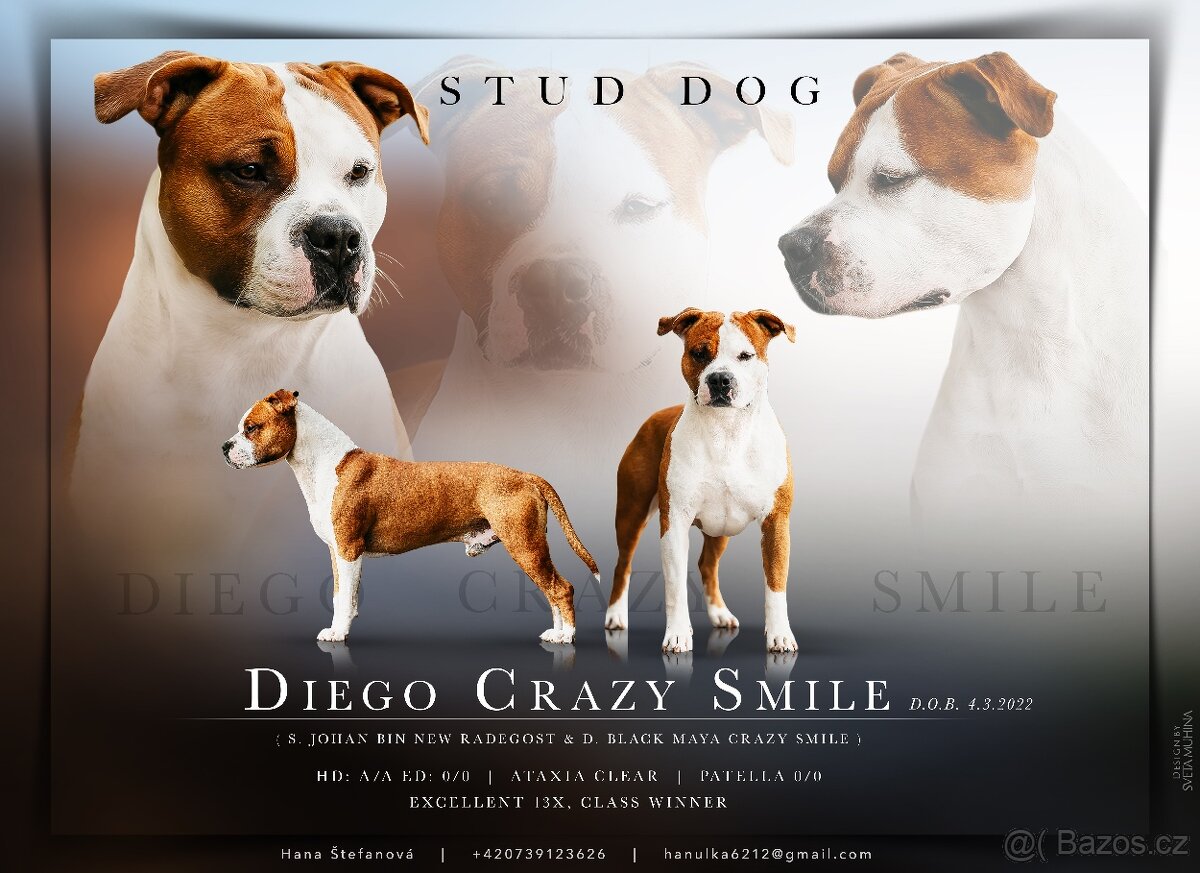 Krytí psem Americký stafordšírský teriér - 9