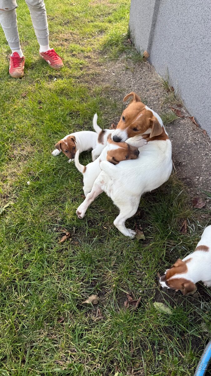 Jack Russel Terier - 9